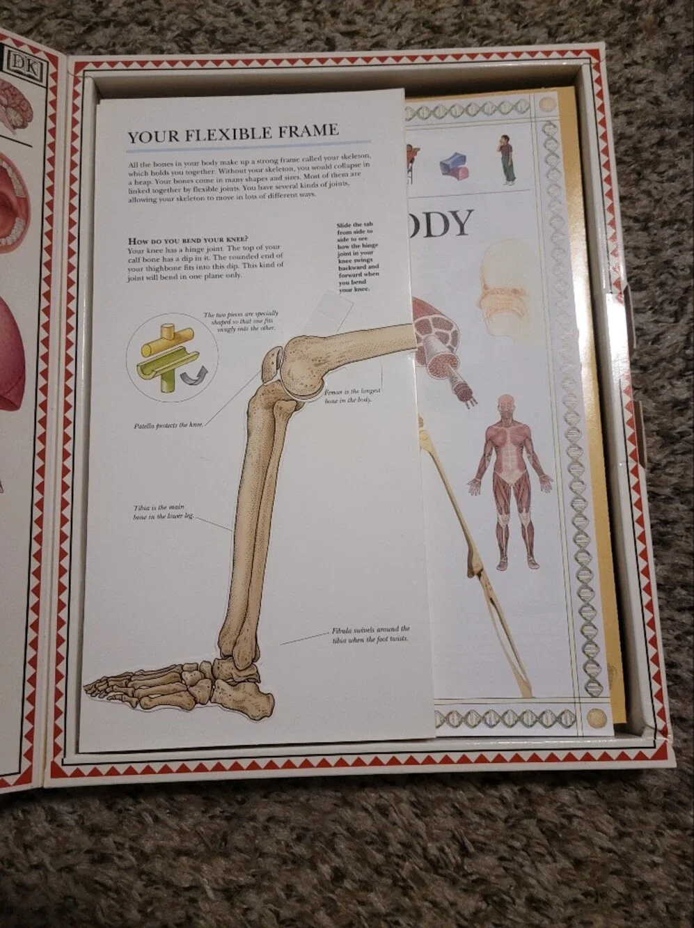 Human Body Activity Kit